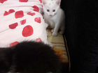 Котята от кошки турецкая ангора в добрые руки объявление продам