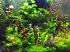 Растения аквариумные объявление продам
