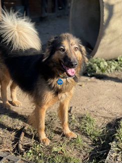 Собака Маня в добрые руки