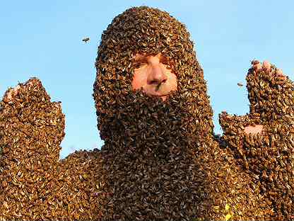 Сниму пчелиный рой в Истринском районе