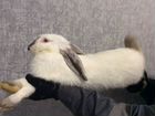 Калифорнийские кролики, 4 месяца объявление продам