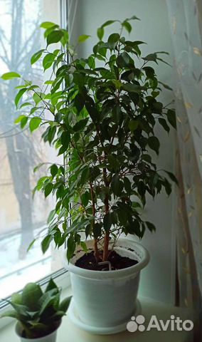 Фикус Бенджамина больше 130 см