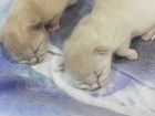 Котята невские-маскарадные объявление продам