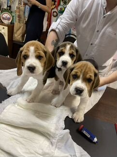 Щенки бигль москва