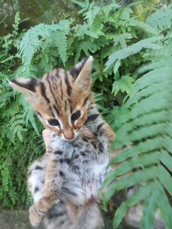 Алк для заводчиков и азиатские леопардовые кошки д