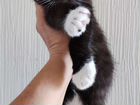 Кошки помесь Невский маскарадный с Майн-куном объявление продам