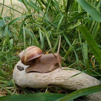 Улитка виноградная сувенир