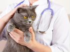 Кастрация котов и стерилизация кошек, вакцинация объявление продам