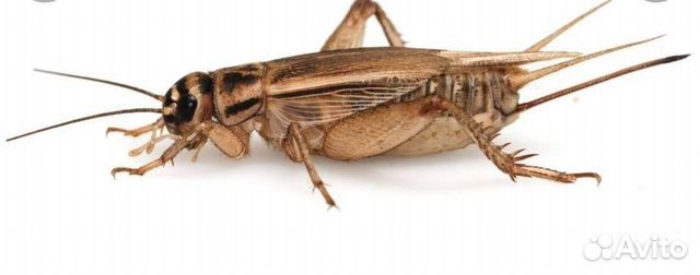 Сверчки зоофобос Мучник