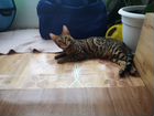 Вязка с бенгальским котом объявление продам