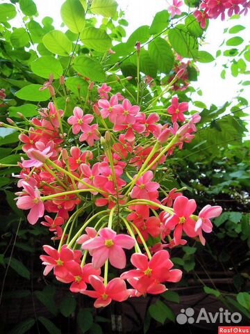 Экзотические растенияКвисквалис индийский