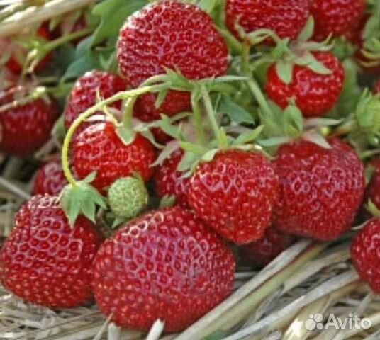 Клубника-рассада с зкс