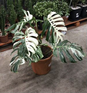 Монстера Делициоза Вариагета. Доставка