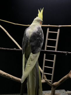 Попугай корелла