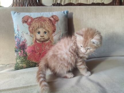 Рыжий котенок - лучший новогодний подарок