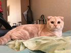 Шотландский котик на вязку объявление продам
