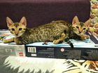 Продаются бегальские котята - маленькие леопардики