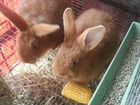 Кролики новозеландские красные объявление продам