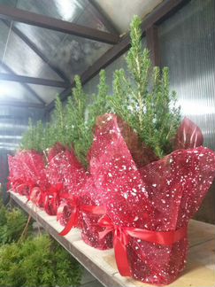 Ель в горшке 60см