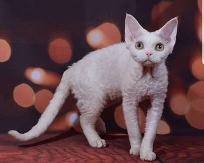 Брутальный блондин