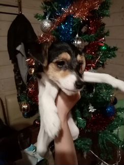 Фокстерьер