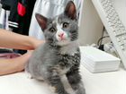 Необычный серый котенок (девочка) в дар
