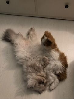 Mr Fred ждёт кошечку на вязку