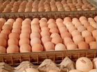 Инкубационное яйцо оптовые цены доставка