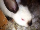 Кролики помесь калифорнийского и шиншиллы объявление продам