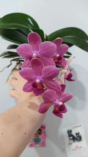 Орхидея фаленопсис розовый