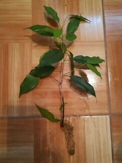 Фикус Бенджамина, укорененный