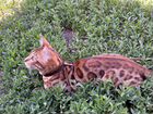Бенгальский кот