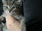 Котята от Европейской кошки объявление продам