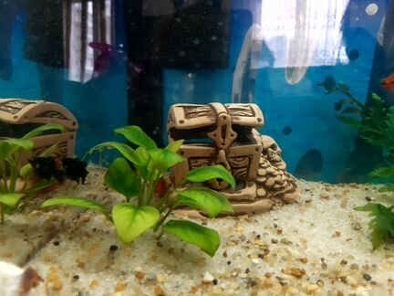 Аквариум 70 л стекло в полном комплекте