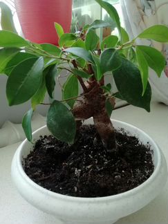 Флорариум фикус