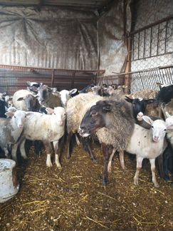 Бараны, овцы, козы на разведение, на мясо - фотография № 7