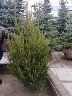 Русская ёлка 140-141см