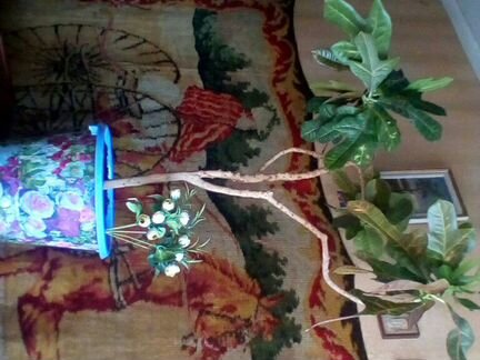 Кротон 115см