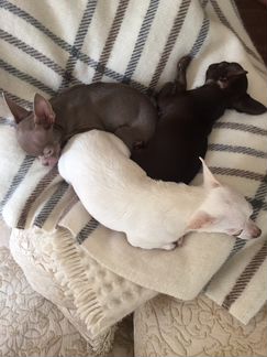 Чихуахуа детки-конфетки