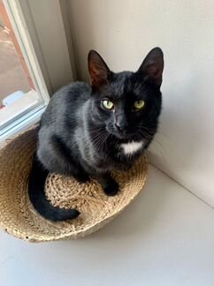 Ласковая котя в дар