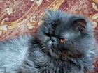 Кот персидский