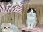 Персы и экзоты, чудесные котята