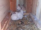 Кролики крольчата объявление продам