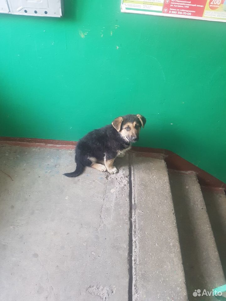 Отдам в добрые руки