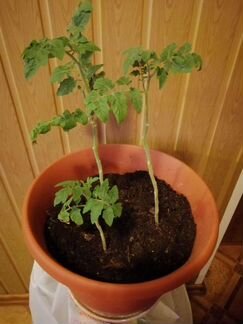 Помидоры Снегирек в горшке