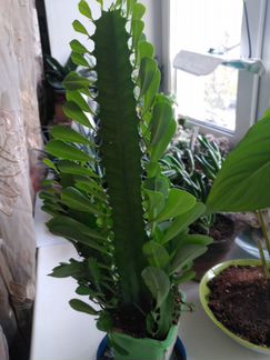 Эуфорбия трехгранная