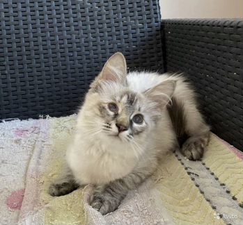 Невская маскарадная