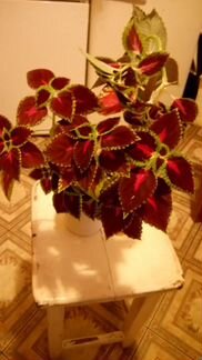 Крапива декоративная