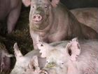 Свиньи живым весом на мясо объявление продам
