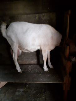 Зааненская дойная коза - фотография № 1